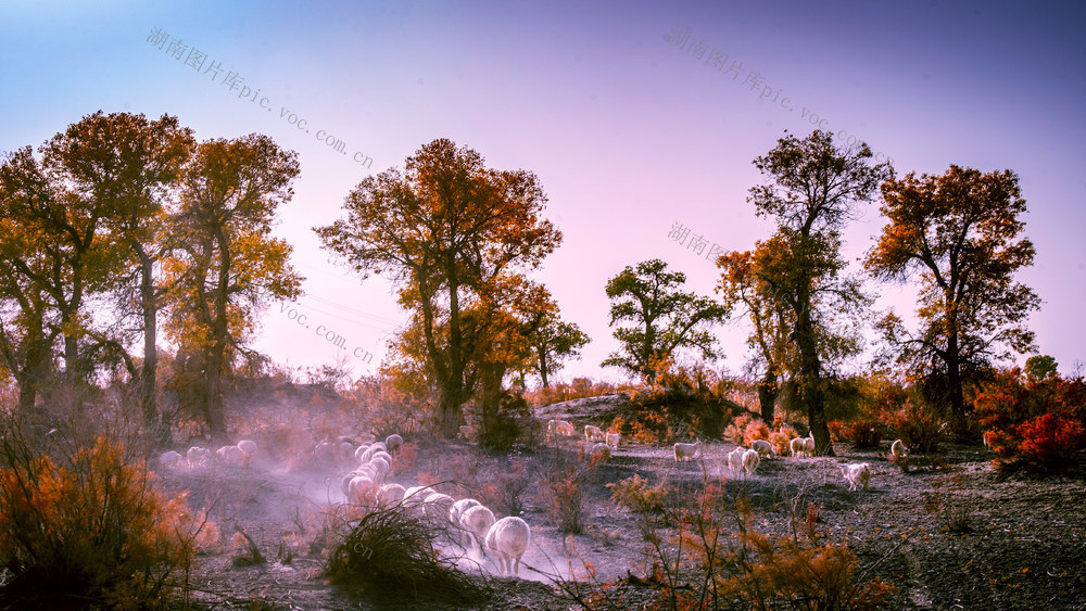 新疆  胡杨林  风景