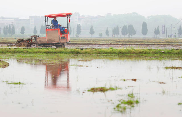 清明 早稻 插秧
