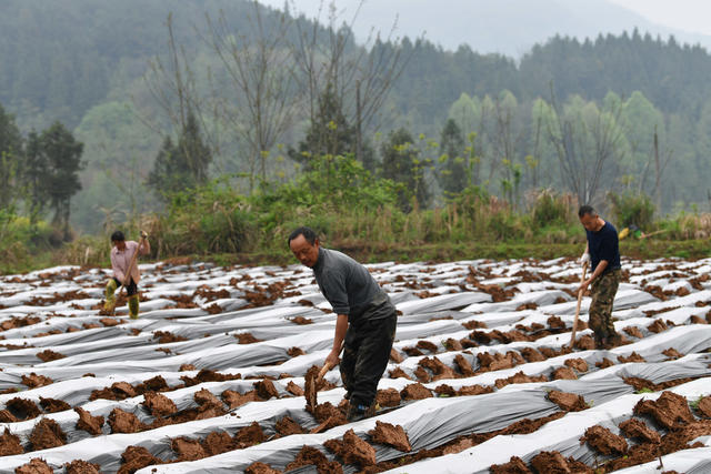 清明节 农事  春耕生产