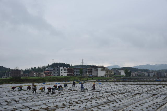 清明假期 笑忙农事