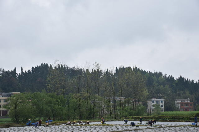 清明假期 笑忙农事