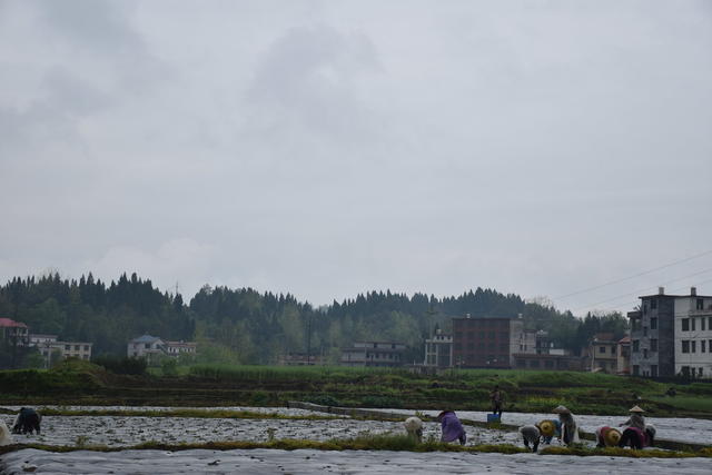 清明假期 笑忙农事