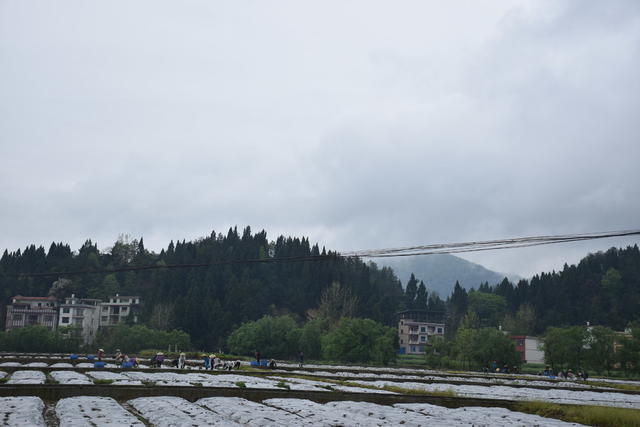 清明假期 笑忙农事