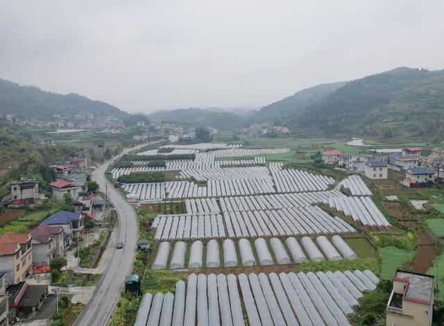 春日田园美如画