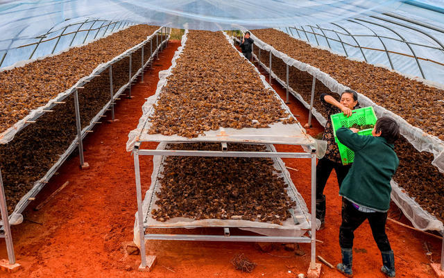 农业 产业 乡村振兴