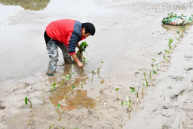  抢抓农时种香芋