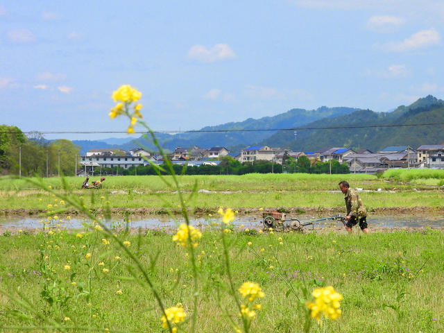 通道 村民  整耕  水田  以备 中稻  栽插