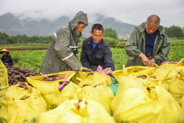 香芋 丰收 菜篮子 蔬菜基地 农业 种植 采收