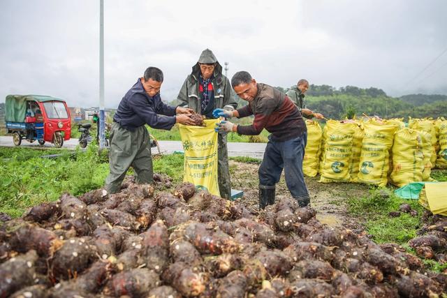 香芋 丰收 菜篮子 蔬菜基地 农业 种植 采收