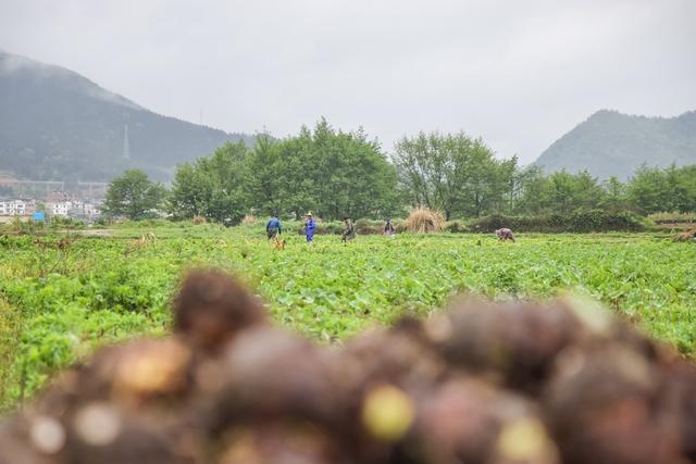 香芋 丰收 菜篮子 蔬菜基地 农业 种植 采收