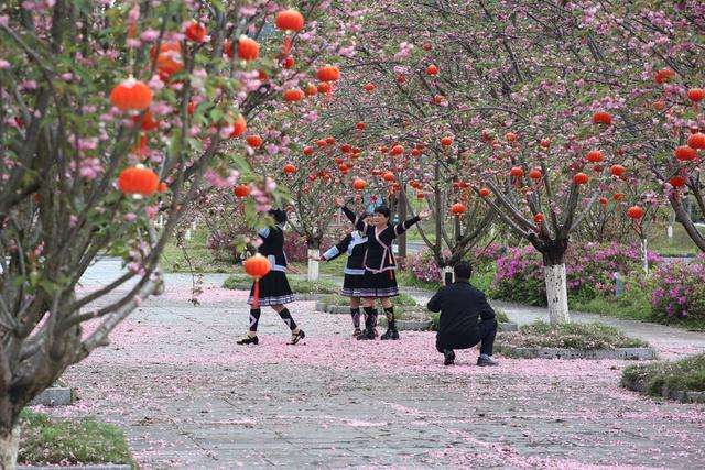 春天、景色、樱花、旅游、生态