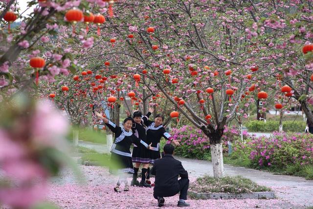 春天、景色、樱花、旅游、生态