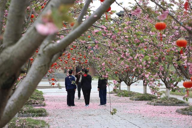 春天、景色、樱花、旅游、生态