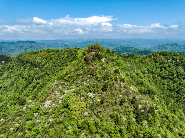 油桐花 吉首 春山 青山 生态