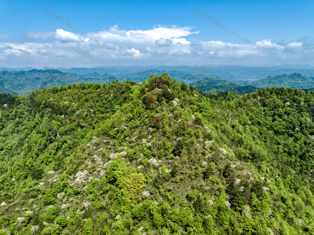 油桐花 吉首 春山 青山 生态