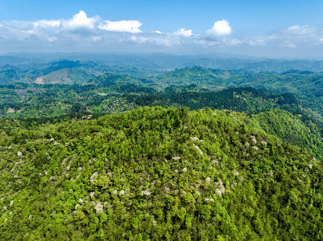油桐花 吉首 春山 青山 生态