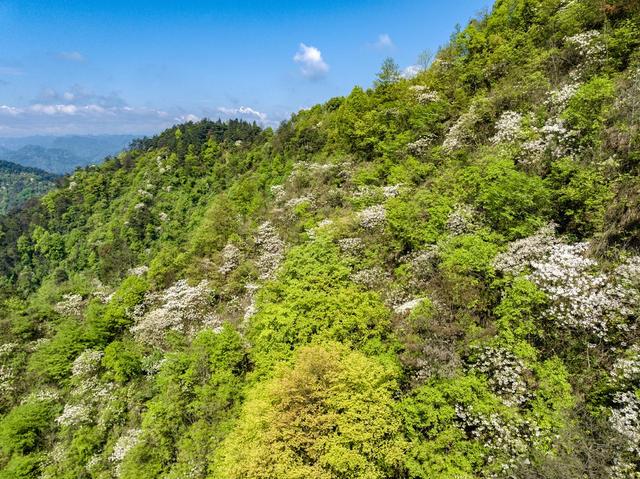 油桐花 吉首 春山 青山 生态