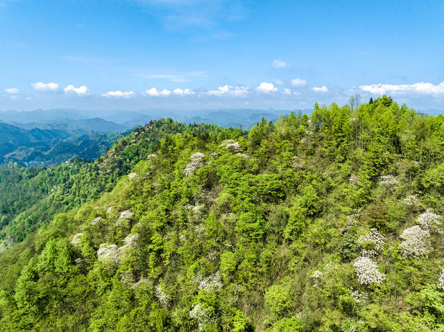 油桐花 吉首 春山 青山 生态