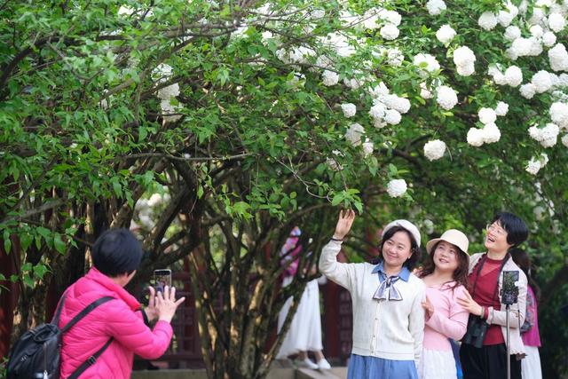 绣球花，竞放吐艳，烈士公园