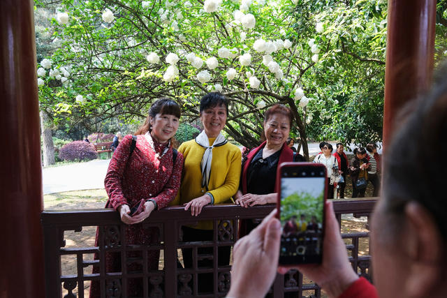 绣球花，竞放吐艳，烈士公园