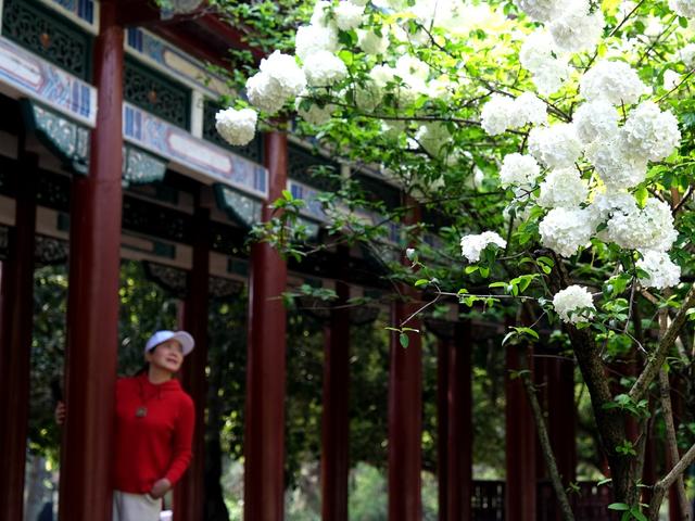 绣球花，竞放吐艳，烈士公园