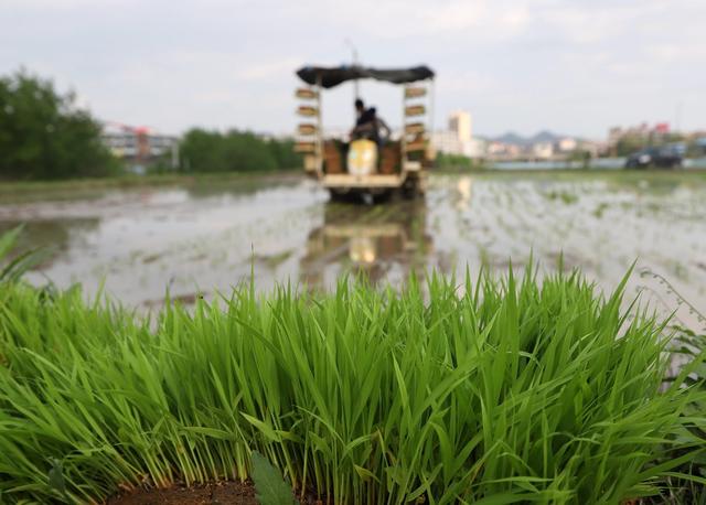 插田 田间 涟源 早稻