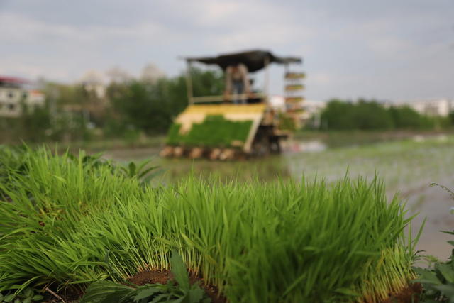 插田 田间 涟源 早稻
