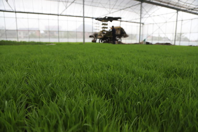 插田 田间 涟源 早稻