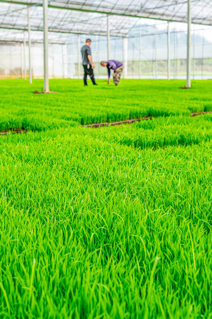 粮食生产  早稻育秧