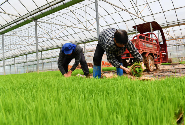 早稻插秧忙、粮食丰收、​犁田、插秧