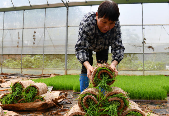 早稻插秧忙、粮食丰收、​犁田、插秧