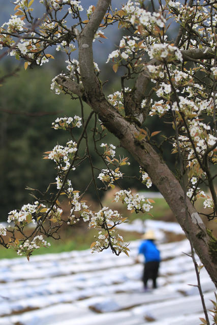 湖南，湘西，龙山，春天，劳作，鲜花，农时