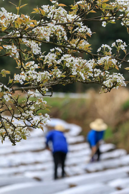 湖南，湘西，龙山，春天，劳作，鲜花，农时