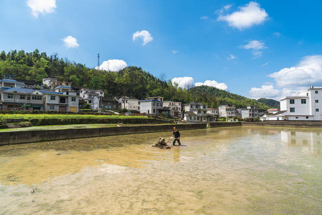 汛期犁田蓄水保证充足水量  确保农田水稻与养鱼结合增收