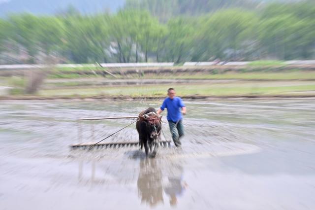 春耕  春插  粮食生产  抛秧  丰收