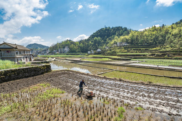 汛期犁田蓄水保证充足水量  确保农田水稻与养鱼结合增收