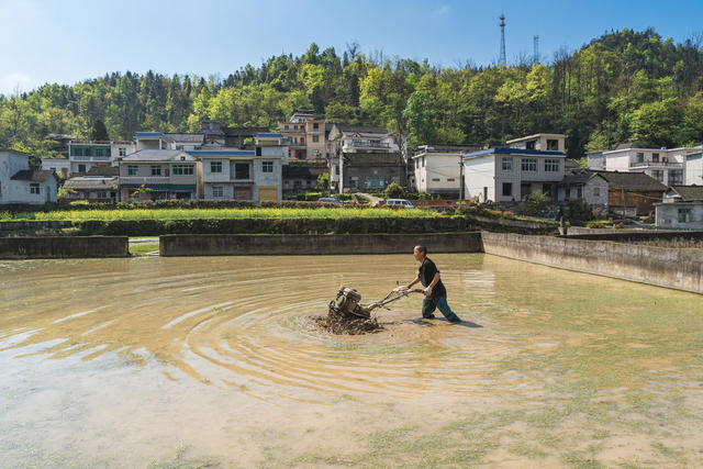 汛期犁田蓄水保证充足水量  确保农田水稻与养鱼结合增收