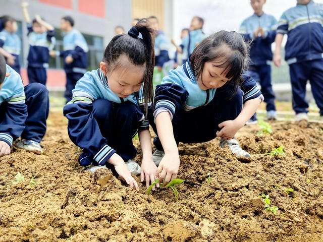 春种 学生 体验 劳动