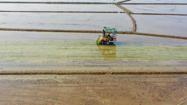 早稻 插秧 粮食生产