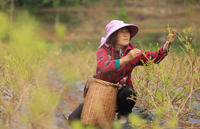 张家界 莓茶 农业