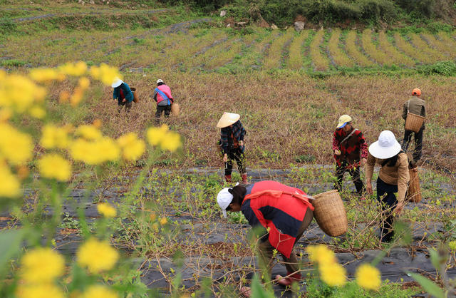 张家界 莓茶 农业