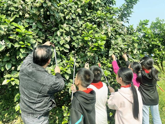   柚园学农事  劳动助成长