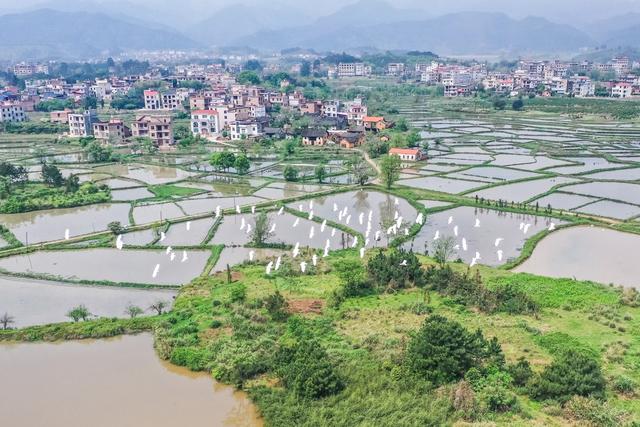 白鹭 候鸟 田园 生态 鸟类 迁徙