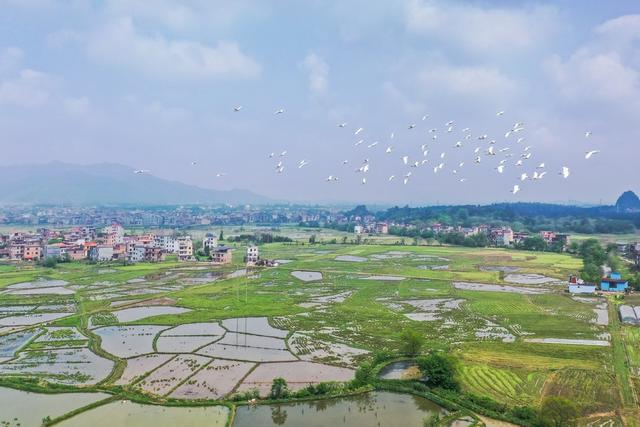 白鹭 候鸟 田园 生态 鸟类 迁徙