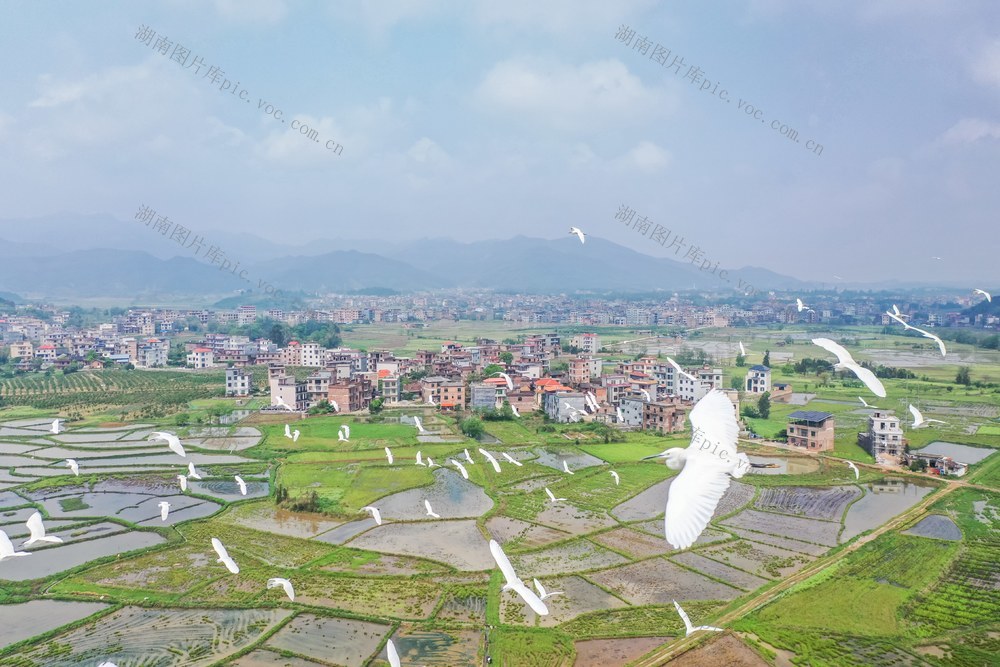 白鹭 候鸟 田园 生态 鸟类 迁徙