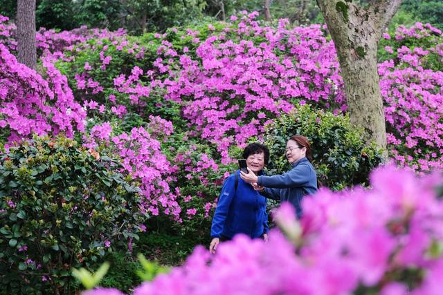 杜鹃花开，引客来，湖南烈士公园