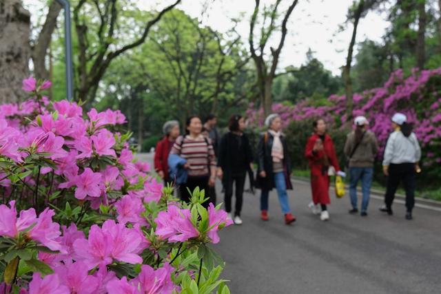 杜鹃花开，引客来，湖南烈士公园