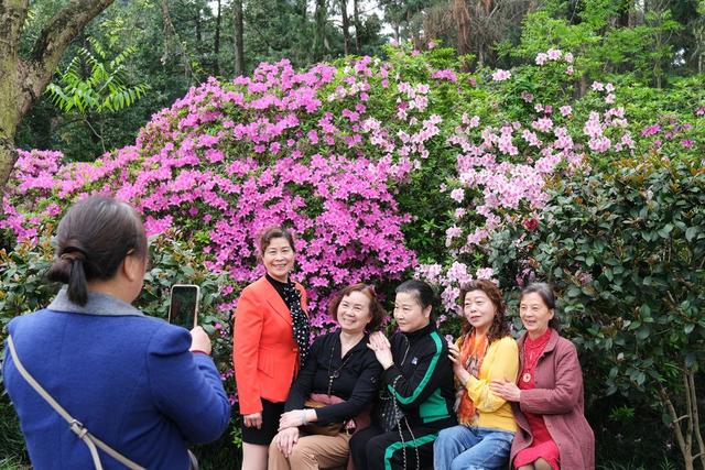 杜鹃花开，引客来，湖南烈士公园