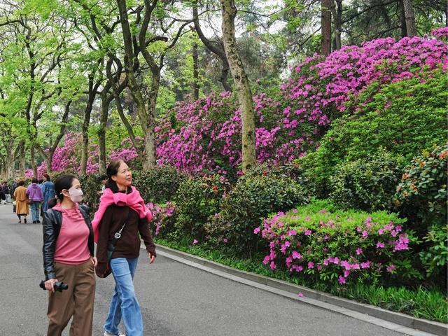 杜鹃花开，引客来，湖南烈士公园