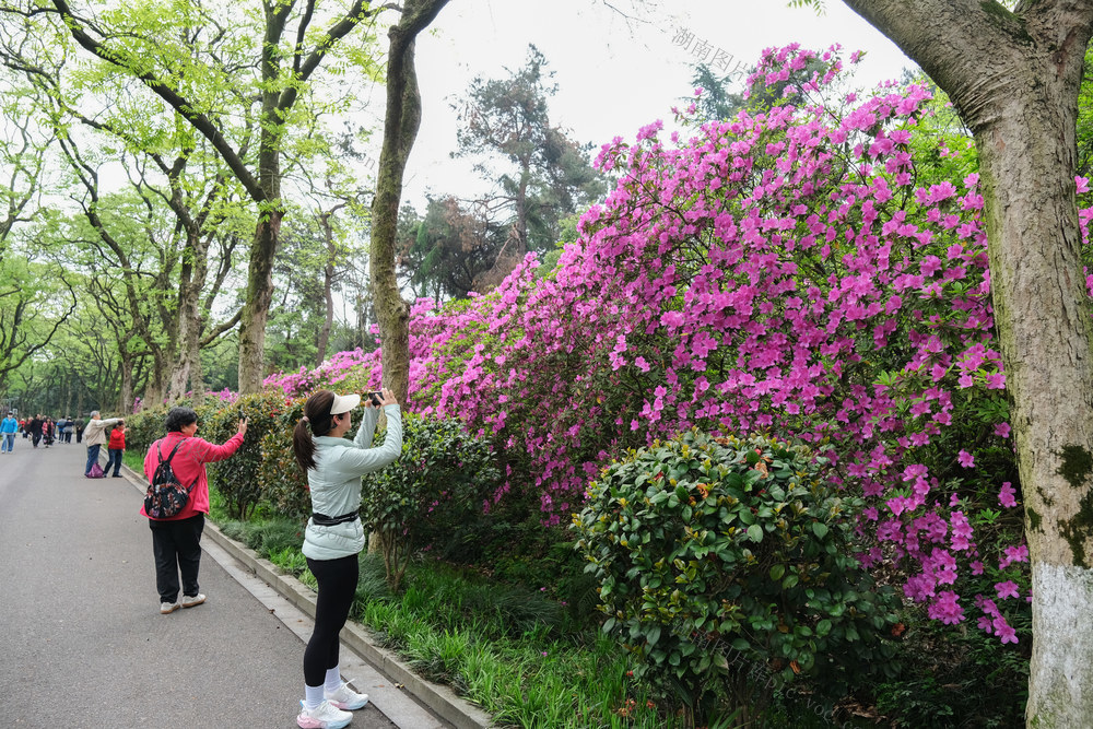 杜鹃花开，引客来，湖南烈士公园